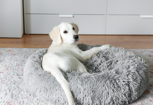 Creating Comfort with the Right Pet Beds