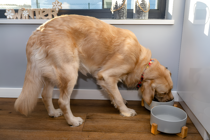 Healthy Mealtimes with Feeding Supplies