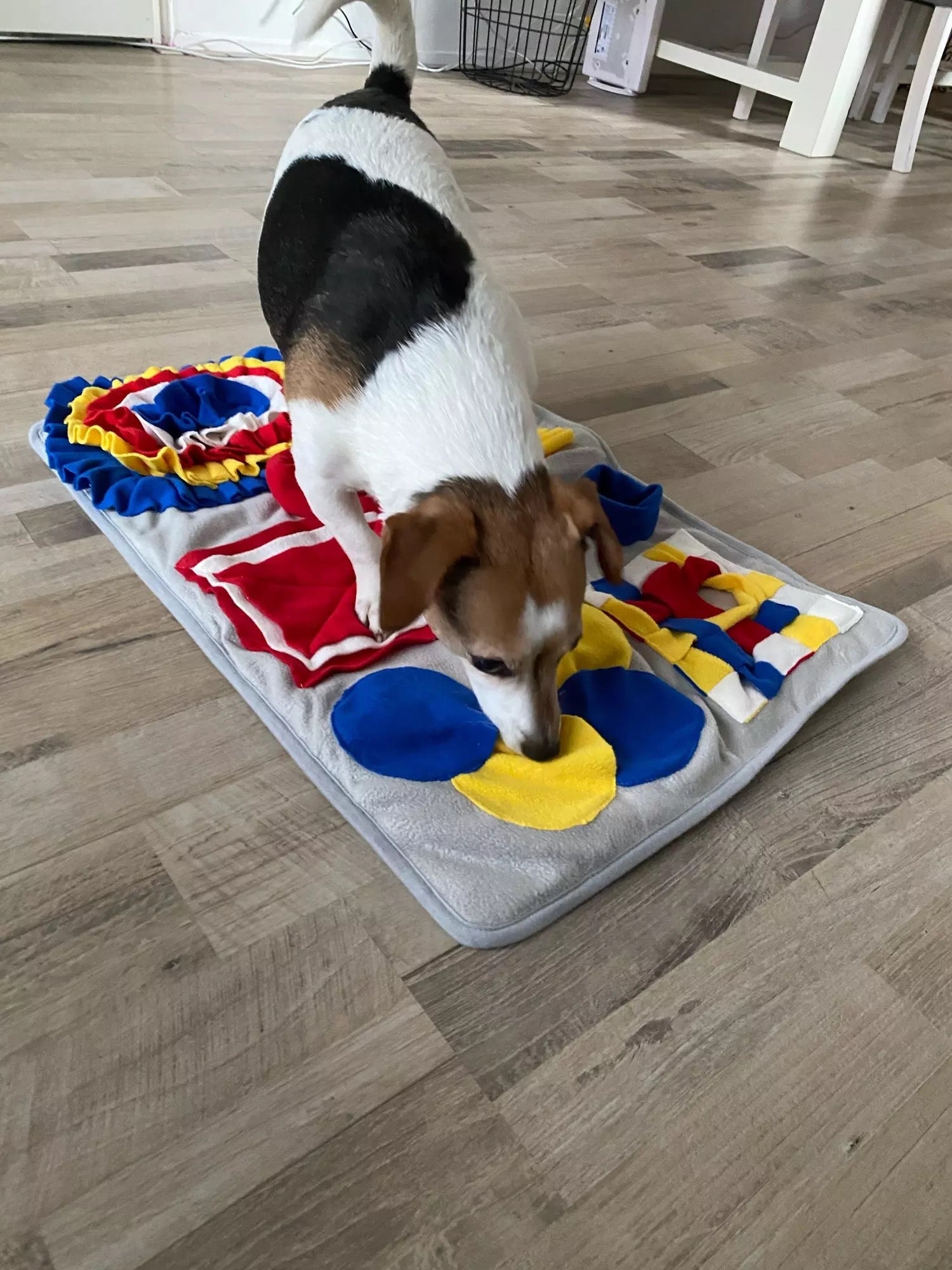 Pets Puzzle Toys