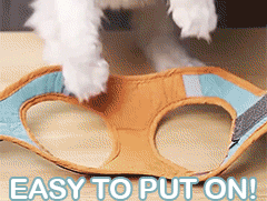 Adjustable Cat Harness With Leash