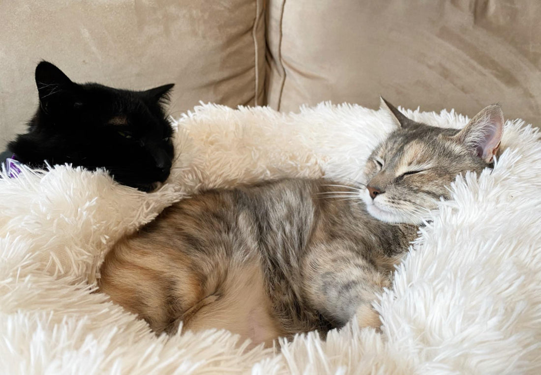 Soft Long Plush Dog House Cushion Cat